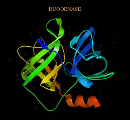 duodenase structure