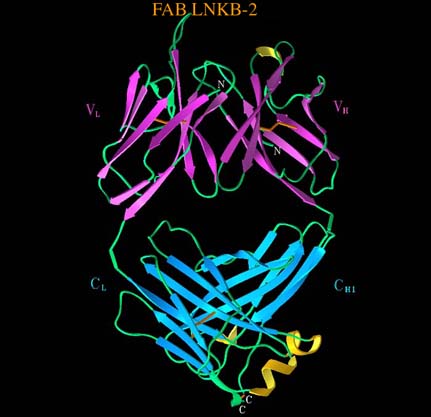 structure of the antigen binding fragment