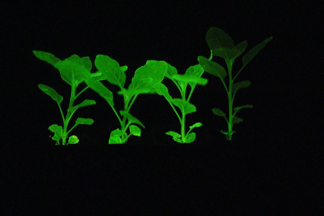 Bioluminescent plants