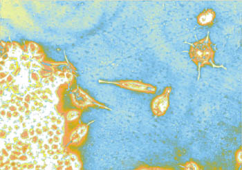 cell_culture