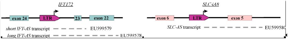 antisense