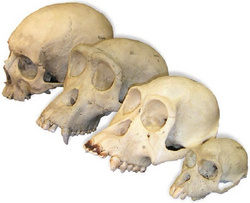 skulls