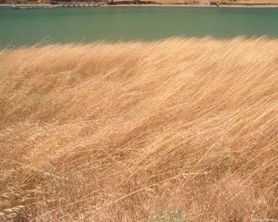 field-wind