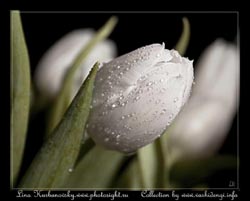 tulip