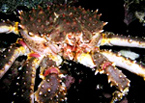 kamchatka-crab