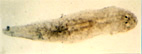 Planarian